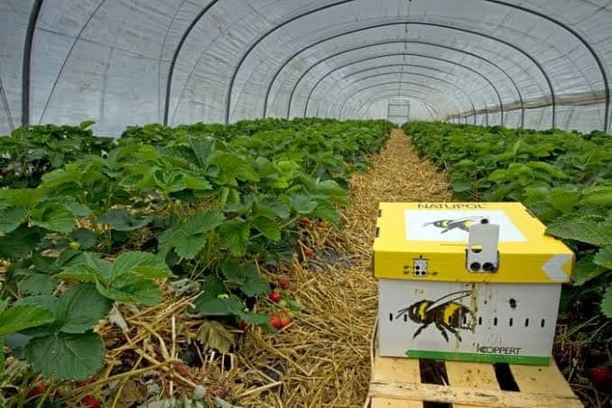 greenhouse-photo