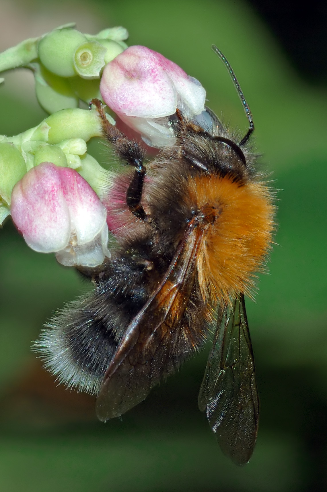Bombus Hypnorum - Осиный Шмель