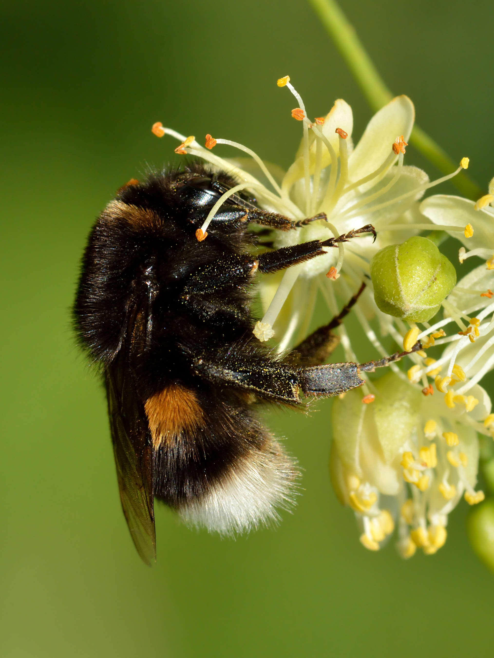 Bombus Terrestris - Большой Земляной Шмель