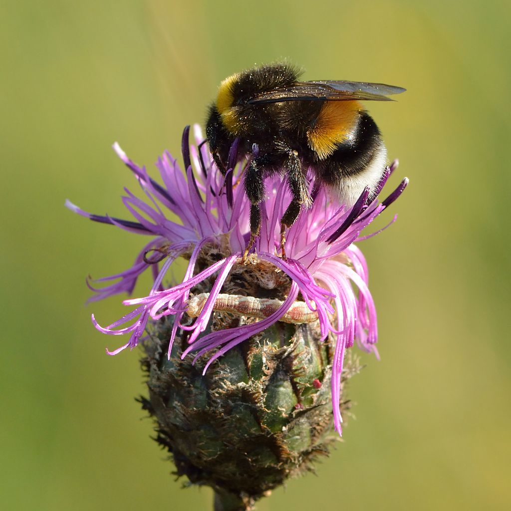 Bombus lucorum - Беломордый Шмель